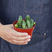 Lifesaver Cactus - House Plant Shop