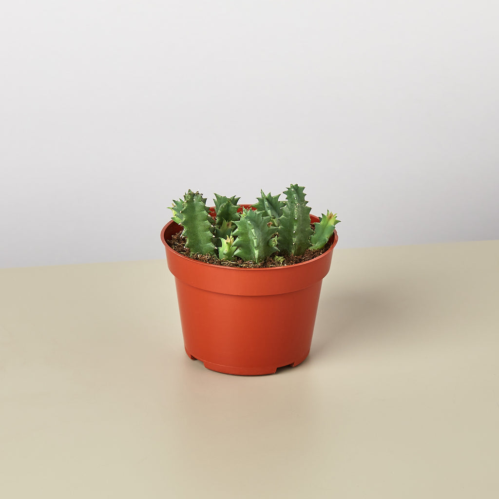 lifesaver succulent plant Lifesaver Cactus | Indoor Plant | Tropical Plant | Potted Plant