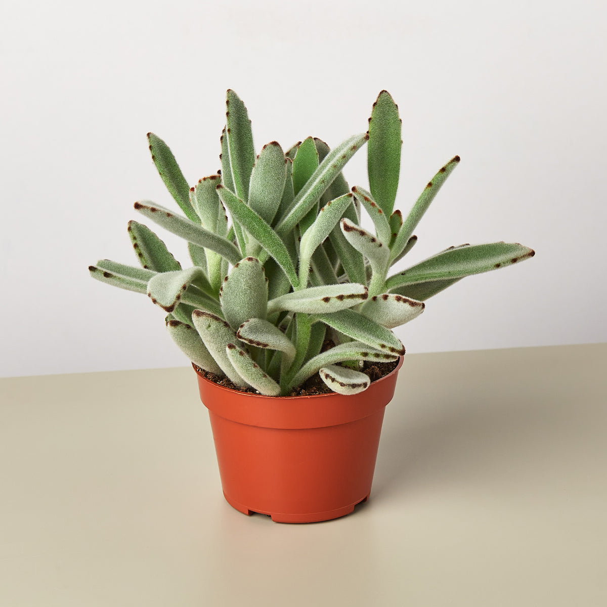 panda claw succulent Succulent Kalanchoe 'Panda Plant' | Indoor Plant | Tropical Plant | Potted Plant