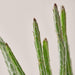 Succulent Senecio Stapeliiformis 'Pickle Plant' - House Plant Shop