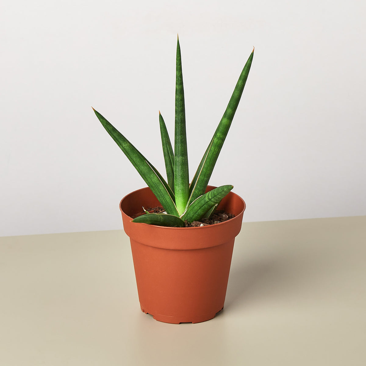 Snake Plant 'Stuckii' | Indoor Plant | Tropical Plant | Potted Plant