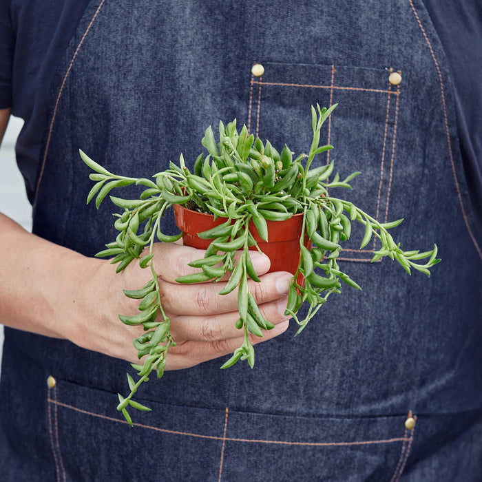 succulent banana Succulent 'String of Bananas' | Indoor Plant | Tropical Plant | Potted Plant