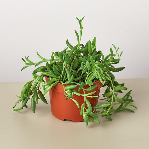 Succulent 'String of Bananas' - House Plant Shop