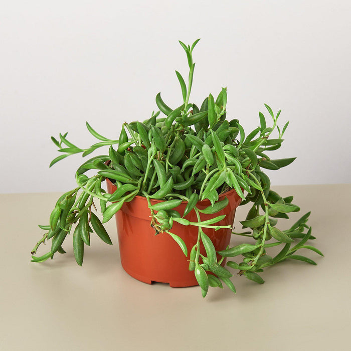 house plant with banana like leaves Succulent 'String of Bananas' | Indoor Plant | Tropical Plant | Potted Plant