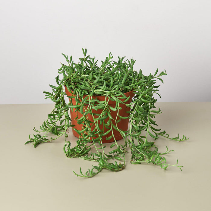 string of bananas succulent Succulent 'String of Bananas' | Indoor Plant | Tropical Plant | Potted Plant