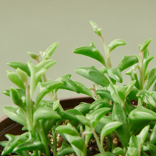 dolphin succulent plants near me Succulent 'String of Dolphins' | Indoor Plant | Tropical Plant | Potted Plant