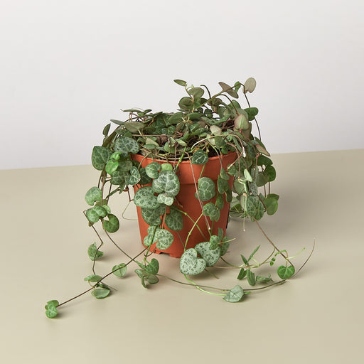 chain of hearts indoor plant Succulent 'String of Hearts' | Indoor Plant | Tropical Plant | Potted Plant