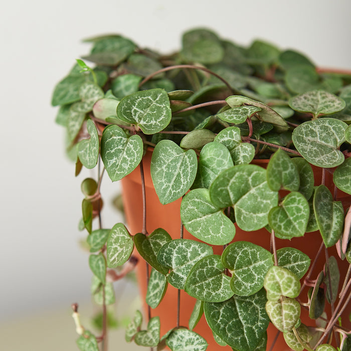 heart shaped hanging succulent Succulent 'String of Hearts' | Indoor Plant | Tropical Plant | Potted Plant