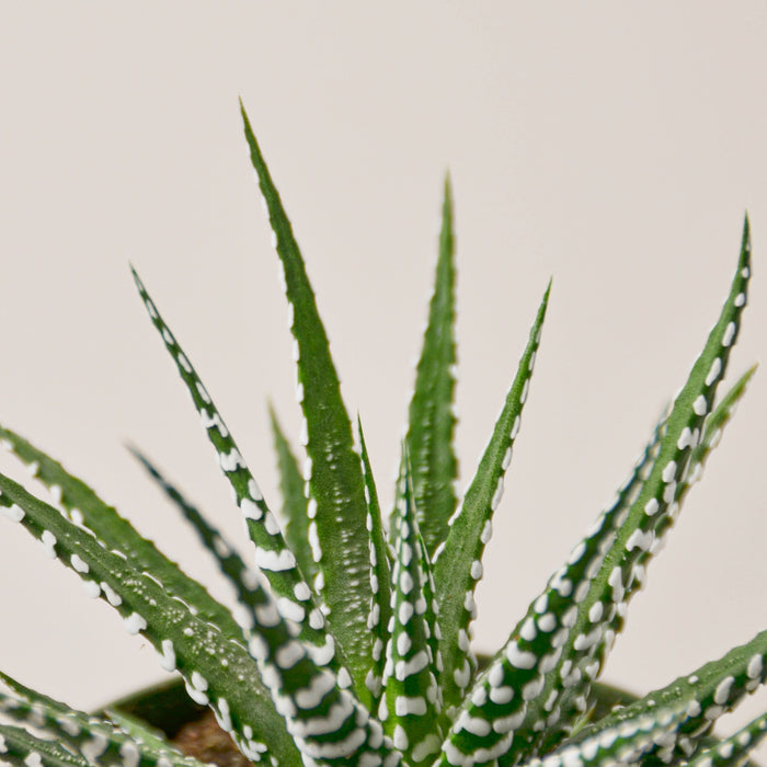 zebra striped succulent plant Zebra Succulent | Indoor Plant | Tropical Plant | Potted Plant