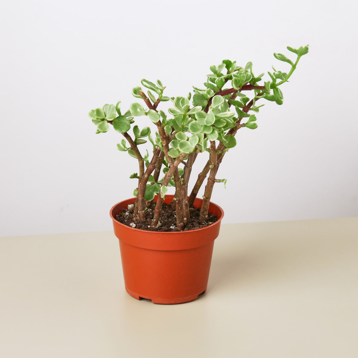 Succulent Portulacaria 'Rainbow Bush' | Indoor Plant | Tropical Plant |  Potted Plant