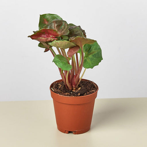 Syngonium 'Merry' - House Plant Shop