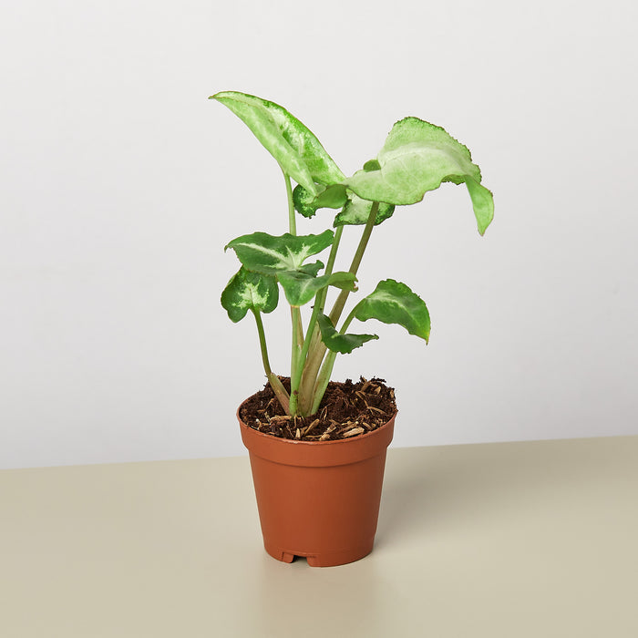 white butterfly plant indoor Syngonium 'White Butterfly' | Indoor Plant | Tropical Plant | Potted Plant