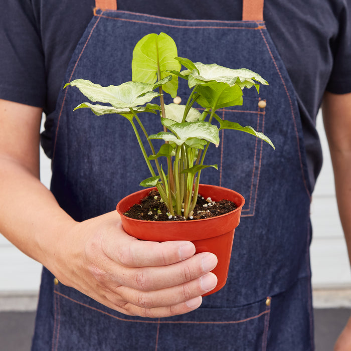 butterfly house plant sale Syngonium 'White Butterfly' | Indoor Plant | Tropical Plant | Potted Plant