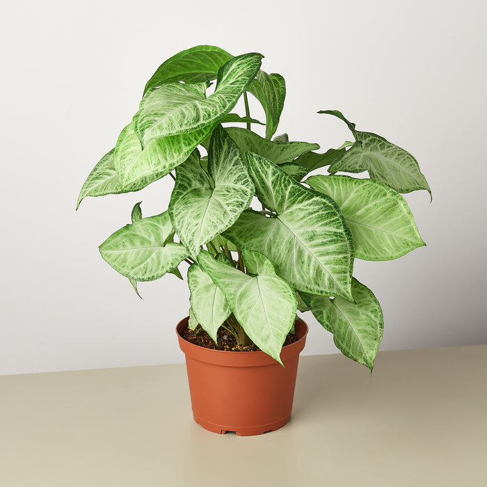 white butterfly plant indoor Syngonium 'White Butterfly'