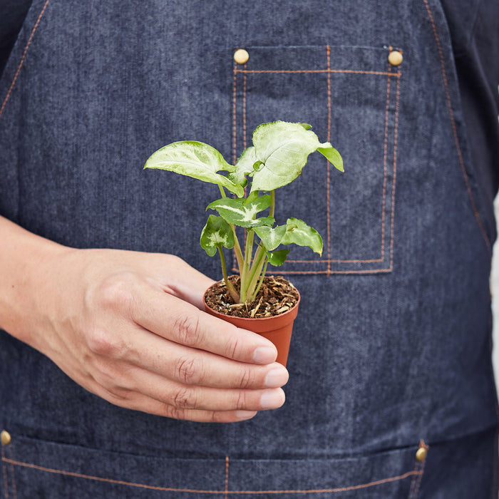 butterfly plant indoor for sale Syngonium 'White Butterfly' | Indoor Plant | Tropical Plant | Potted Plant
