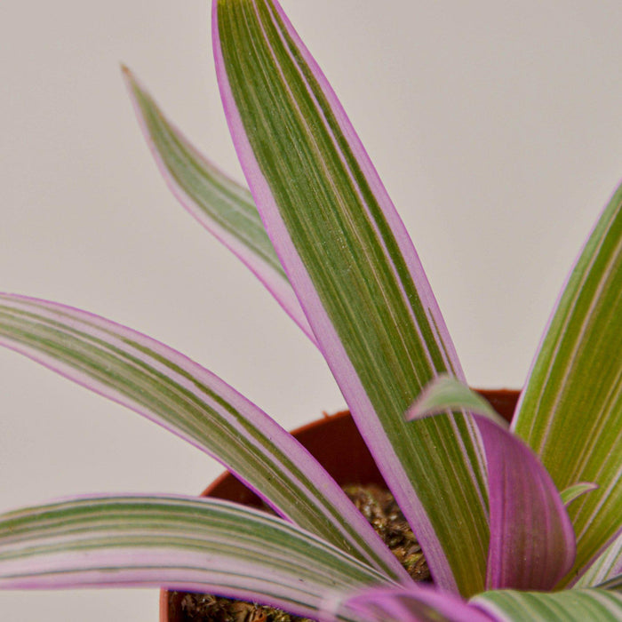 house plant tradescantia Tradescantia 'Oyster Plant' | Indoor Plant | Tropical Plant | Potted Plant