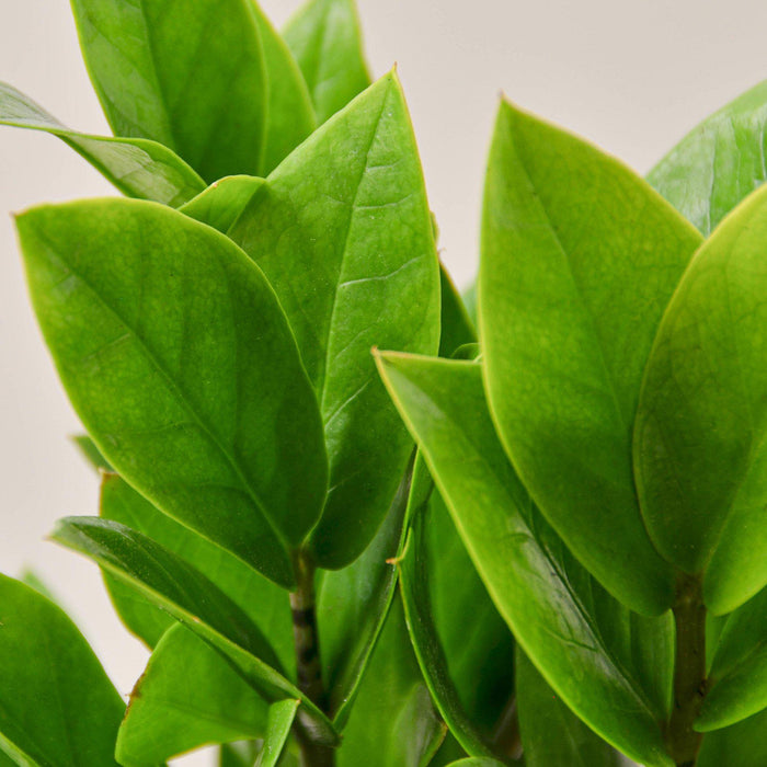 folia plant house Zamioculcas Zamiifolia 'ZZ' | Indoor Plant | Tropical Plant | Potted Plant