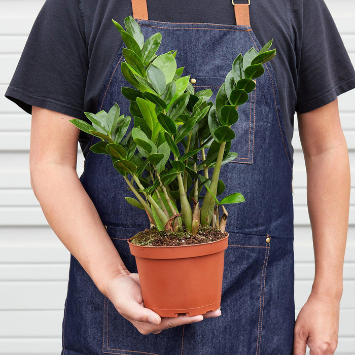 zanzibar house plant Zamioculcas Zamiifolia 'ZZ' | Indoor Plant | Tropical Plant | Potted Plant