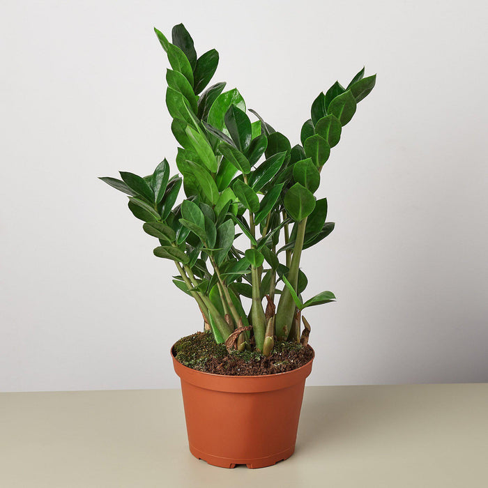 zamia indoor plant Zamioculcas Zamiifolia 'ZZ' | Indoor Plant | Tropical Plant | Potted Plant