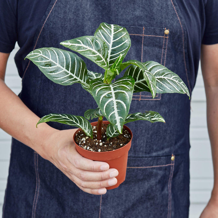 zebra leaf indoor plant Zebra 'Aphelandra'
