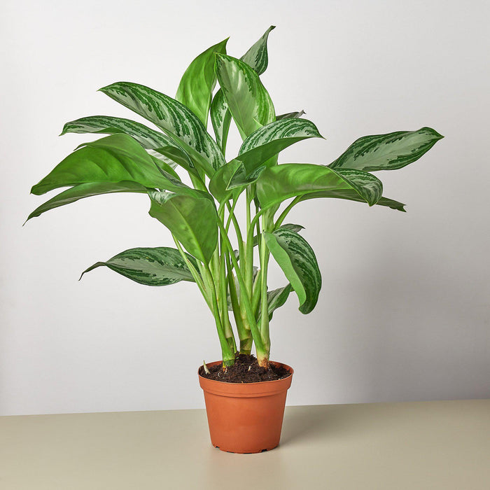6" potted Chinese Evergreen Silver Bay