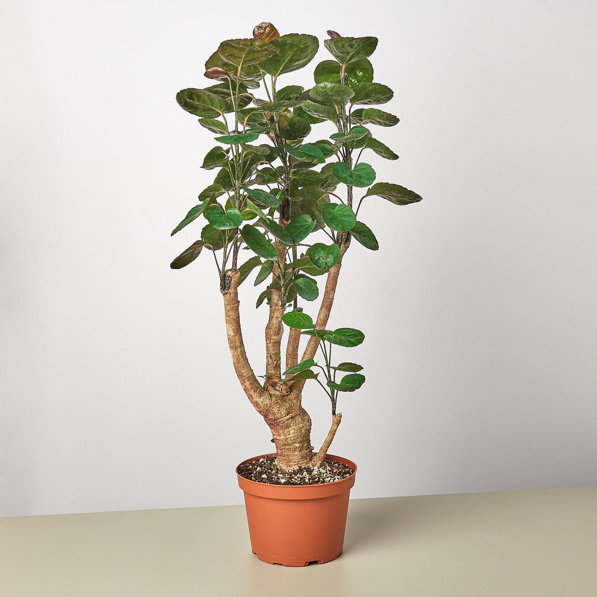 decora rubber plant Ficus DECORA Burgundy