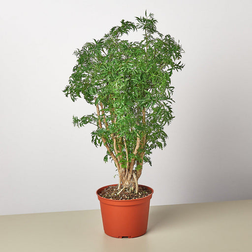 6" potted Aralia Ming Stump plant