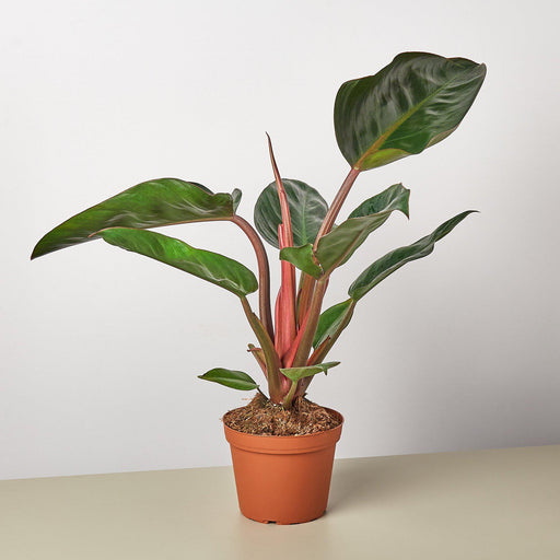 6" potted Philodendron Congo Rojo