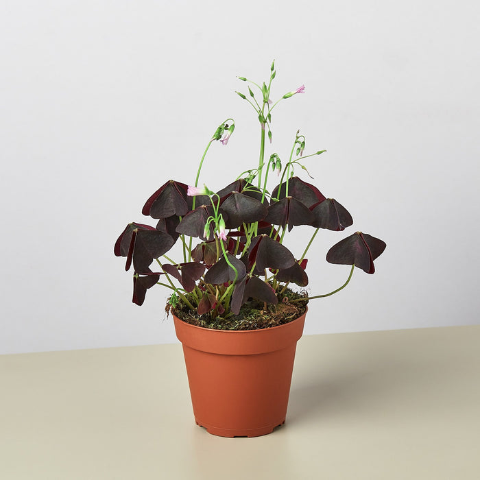 Oxalis Triangularis 'Purple Shamrock' - House Plant Shop