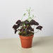 Oxalis Triangularis 'Purple Shamrock' - House Plant Shop