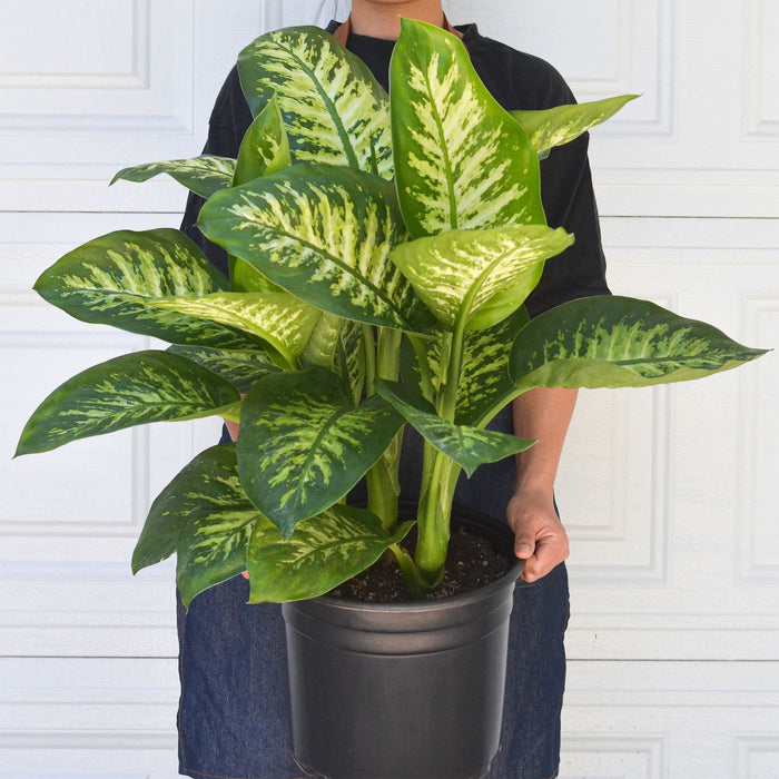 dieffenbachia floor plant Dieffenbachia 'Tropic Snow' | Indoor Plant | Tropical Plant | Potted Plant