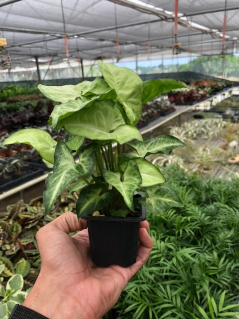 butterfly house plant sale Syngonium 'White Butterfly' | Indoor Plant | Tropical Plant | Potted Plant