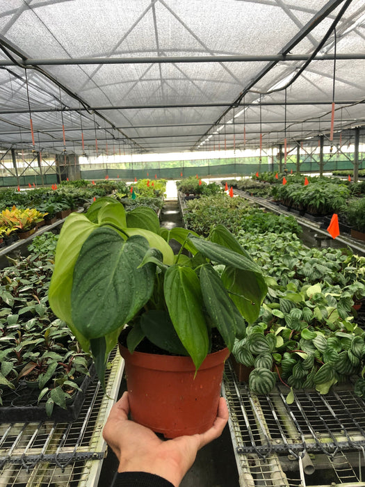fuzzy petiole philodendron Philodendron 'Fuzzy Petiole' | Indoor Plant | Tropical Plant | Potted Plant