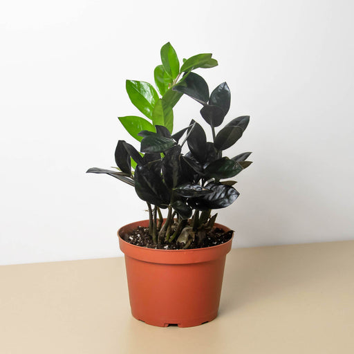 zz indoor plant ZZ Zamioculcas 'Black Queen' | Indoor Plant | Tropical Plant