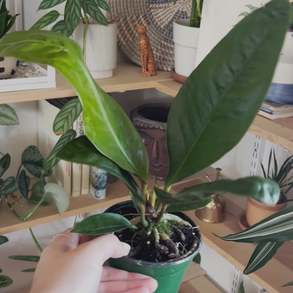 Anthurium 'Superbum' | Indoor Plant | Tropical Plant | Potted Plant