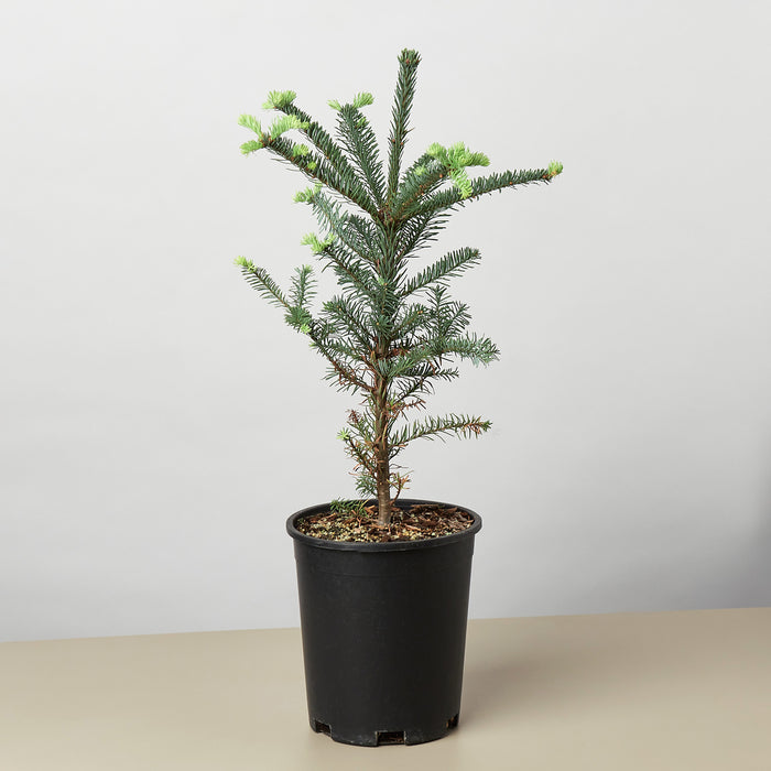 fir tree house plant Noble Fir Tree