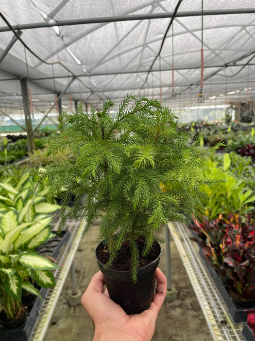 norway pine indoor plant Norfolk 'Island Pine'