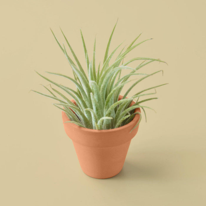 Ionantha Guatemala Tillandsia Air Plant with Terra Cotta - House Plant Shop