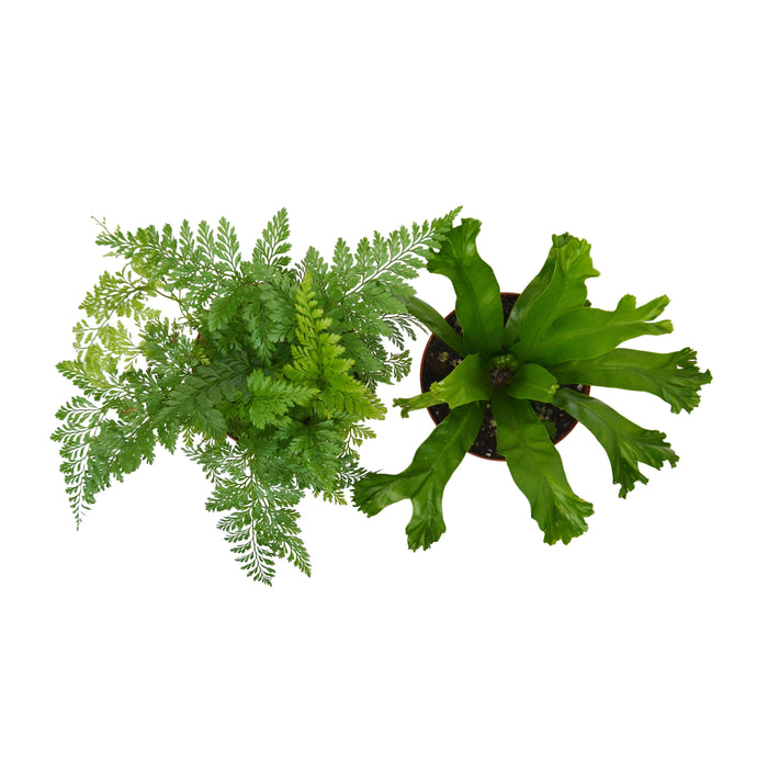 2 Fern Variety Pack - Live Plants - FREE Care Guide - 4" Pot - House Plant - House Plant Shop