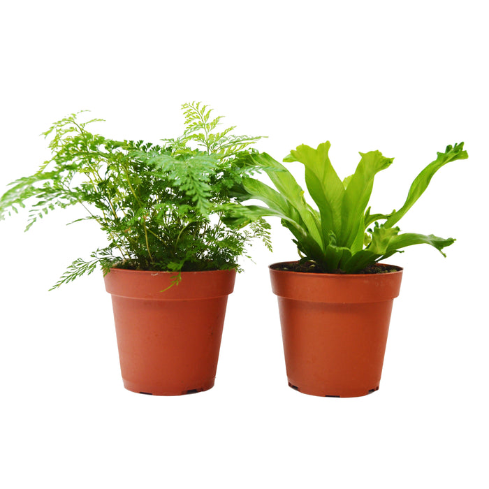 2 Fern Variety Pack - Live Plants - FREE Care Guide - 4" Pot - House Plant - House Plant Shop