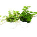 2 English Ivy Variety Pack - Live House Plant - FREE Care Guide - 4" Pot - House Plant Shop