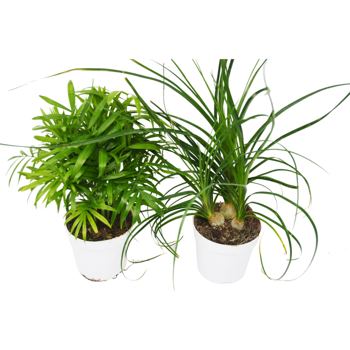 2 Palm Variety Pack / 4" Pots / Live Plant / House Plant - House Plant Shop