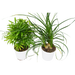2 Palm Variety Pack / 4" Pots / Live Plant / House Plant - House Plant Shop