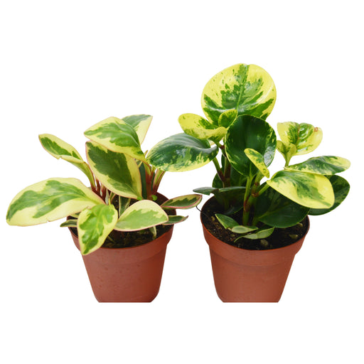 2 Peperomia Plants Variety Pack in 4" Pots - Baby Rubber Plants - House Plant Shop