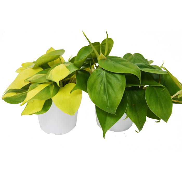 2 Philodendron Variety Pack - Live Indoor House Plant - House Plant Shop