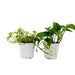 2 Pothos Variety Pack / 4" Pot / Live Plant / Home and Garden Plants - House Plant Shop
