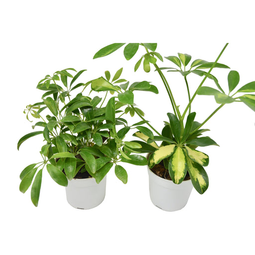 2 Different Schefflera Plants Variety Pack- Live House Plant - FREE Care Guide - House Plant Shop