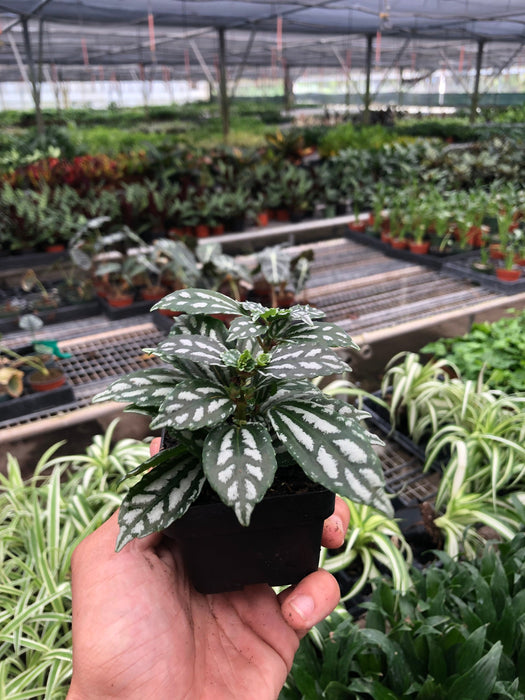 aluminum house plant Pilea 'Aluminum'