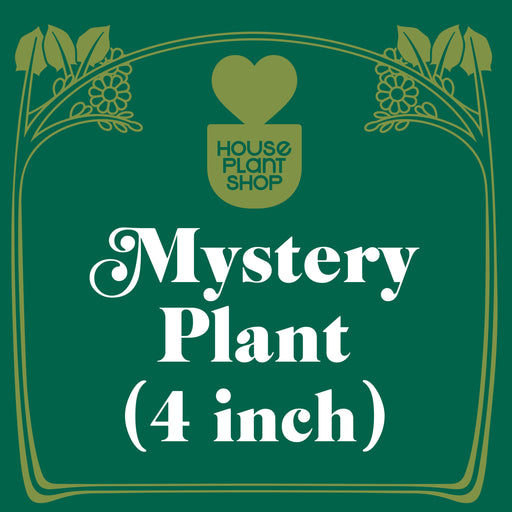Mystery Pet-Friendly House Plant - House Plant Shop
