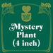 Mystery Pet-Friendly House Plant - House Plant Shop